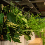 Стабилизированные растения и цветы: от букетов и деревьев до фитомодулей