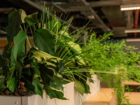 Стабилизированные растения и цветы: от букетов и деревьев до фитомодулей