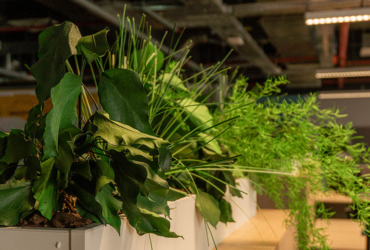 Стабилизированные растения и цветы: от букетов и деревьев до фитомодулей